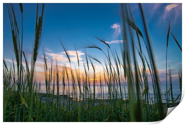 Beautiful Mediterranean Sunset through grass growi Print by Michael Goyberg