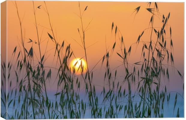Golden sunset through meadow grass Canvas Print by Michael Goyberg