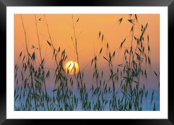 Golden sunset through meadow grass Framed Mounted Print by Michael Goyberg