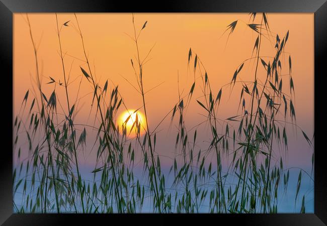 Golden sunset through meadow grass Framed Print by Michael Goyberg