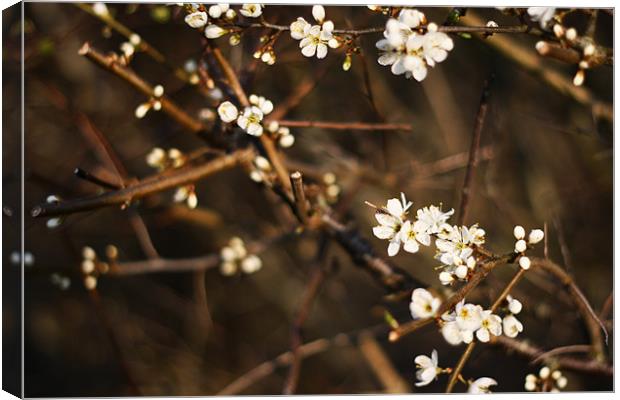 Blossom in Evening II Canvas Print by Dave Livsey
