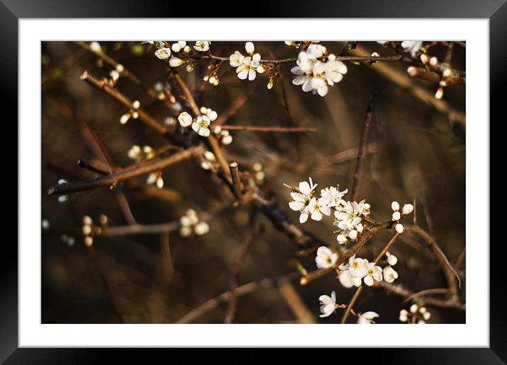 Blossom in Evening II Framed Mounted Print by Dave Livsey