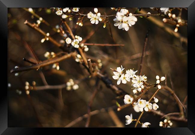 Blossom in Evening II Framed Print by Dave Livsey