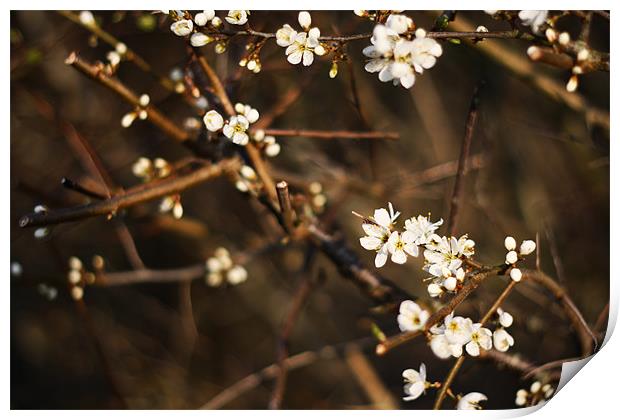 Blossom in Evening II Print by Dave Livsey
