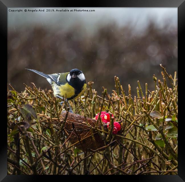 Great Tit. Framed Print by Angela Aird