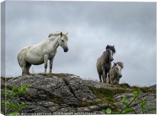 Semi-wild horses on South Uist, Outer Hebrides Canvas Print by yvonne & paul carroll
