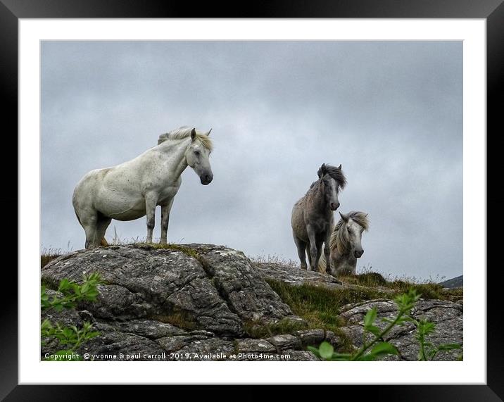 Semi-wild horses on South Uist, Outer Hebrides Framed Mounted Print by yvonne & paul carroll