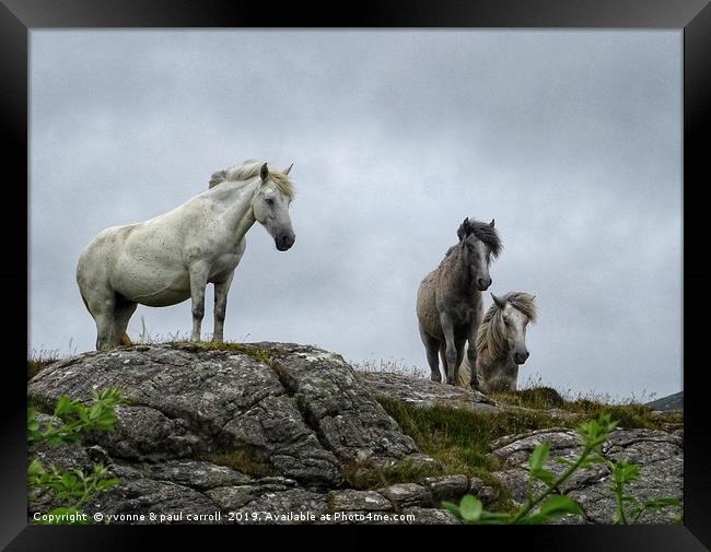 Semi-wild horses on South Uist, Outer Hebrides Framed Print by yvonne & paul carroll
