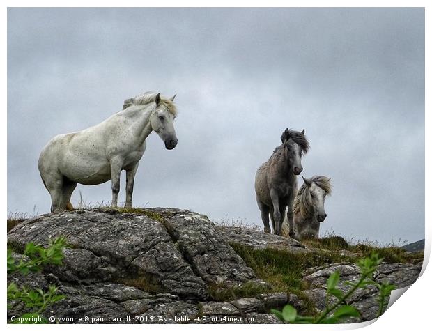 Semi-wild horses on South Uist, Outer Hebrides Print by yvonne & paul carroll