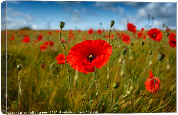 Poppies in the summer sunshine. Canvas Print by Phill Thornton