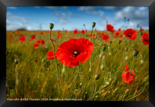 Poppies in the summer sunshine. Framed Print by Phill Thornton