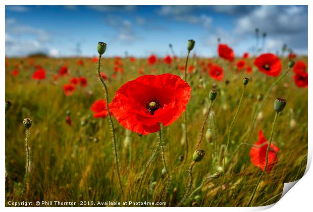 Poppies in the summer sunshine. Print by Phill Thornton