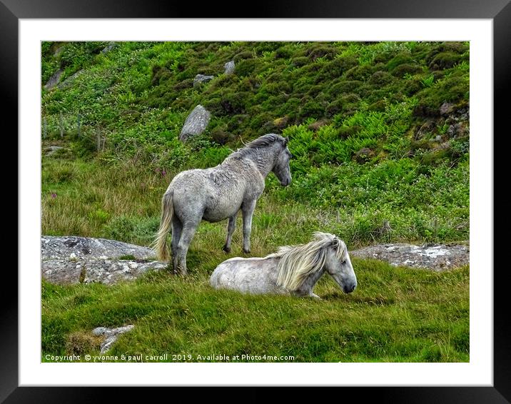 Semi wild ponies, Outer Hebrides, South Uist Framed Mounted Print by yvonne & paul carroll