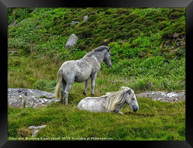 Semi wild ponies, Outer Hebrides, South Uist Framed Print by yvonne & paul carroll