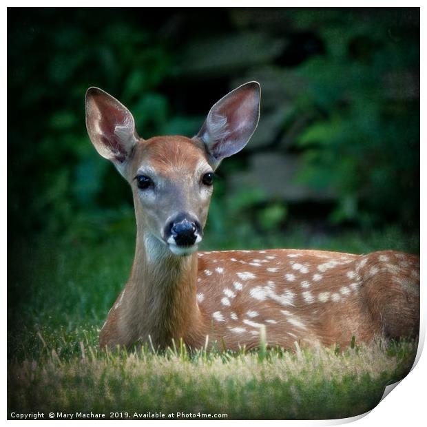 Fawn at Rest Print by Mary Machare