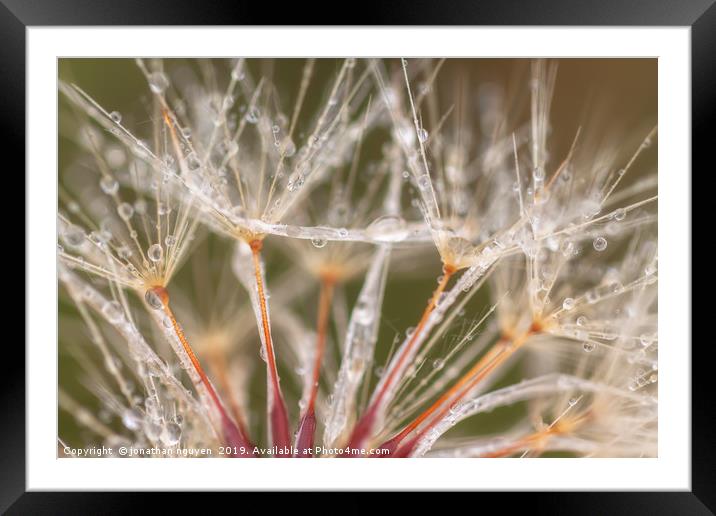 Dandelion with Dew Framed Mounted Print by jonathan nguyen