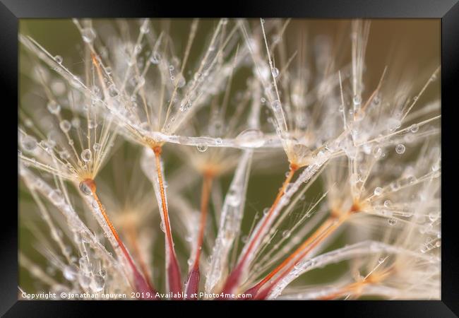 Dandelion with Dew Framed Print by jonathan nguyen