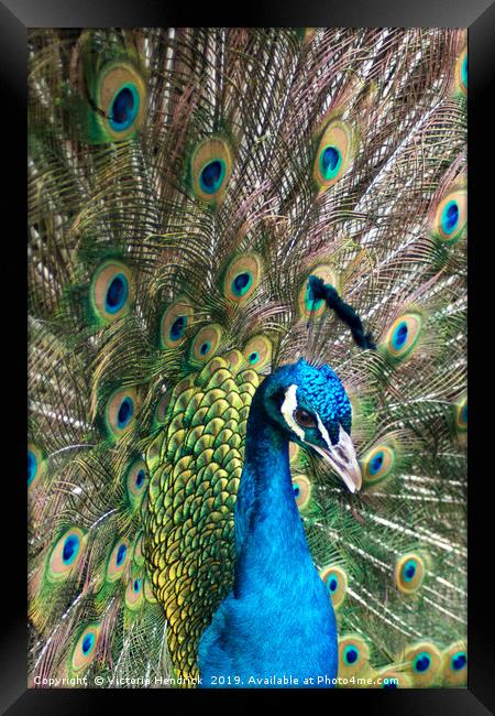 Peacock Framed Print by Victoria Hendrick
