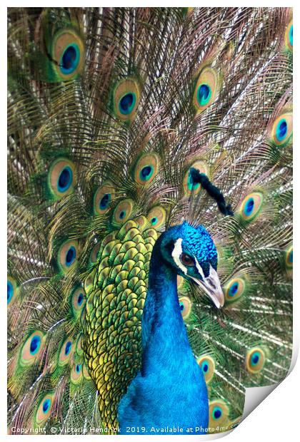 Peacock Print by Victoria Hendrick