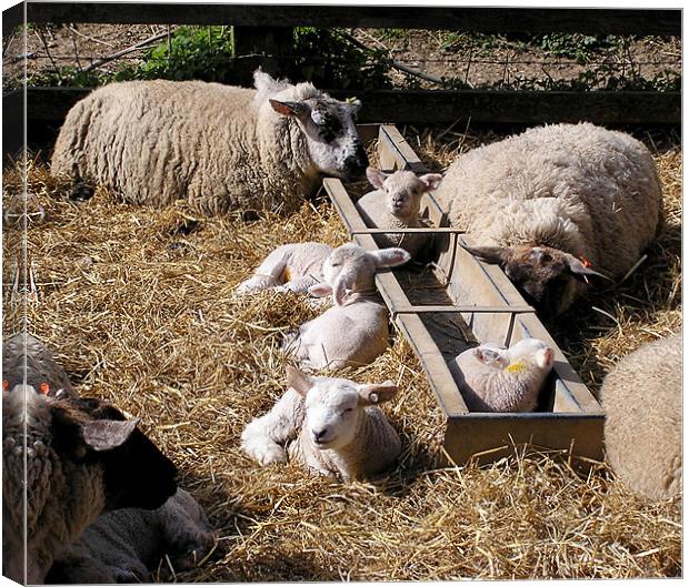 Lambing Time Canvas Print by Ray Lewis