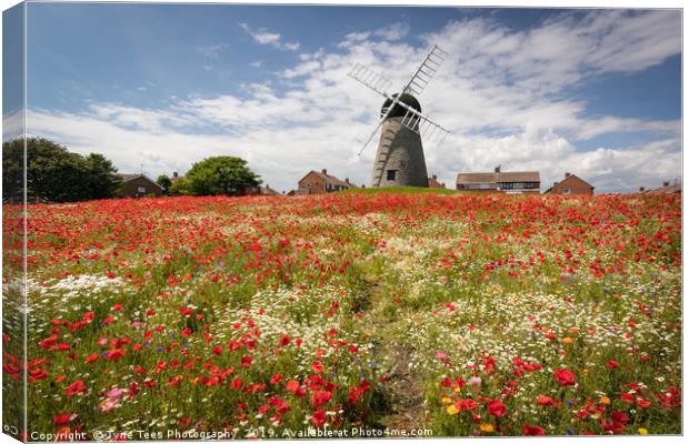Poppies at Whitburn Canvas Print by Tyne Tees Photography