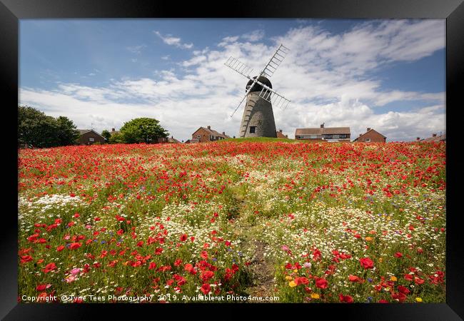 Poppies at Whitburn Framed Print by Tyne Tees Photography