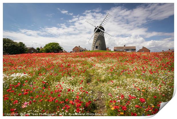 Poppies at Whitburn Print by Tyne Tees Photography