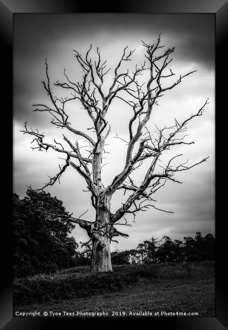 Dead Tree Framed Print by Tyne Tees Photography