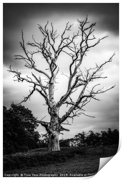 Dead Tree Print by Tyne Tees Photography