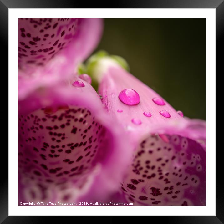 Water Drop on a Foxglove  Framed Mounted Print by Tyne Tees Photography