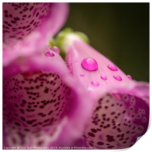 Water Drop on a Foxglove  Print by Tyne Tees Photography