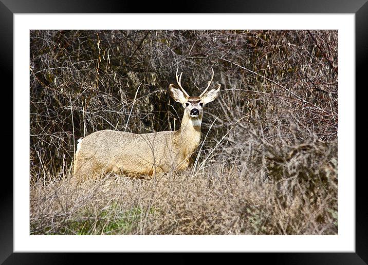Camouflage Framed Mounted Print by Irina Walker