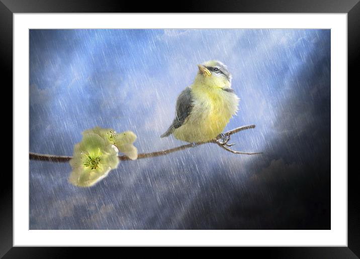 Sunshowers Framed Mounted Print by Trudi Simmonds