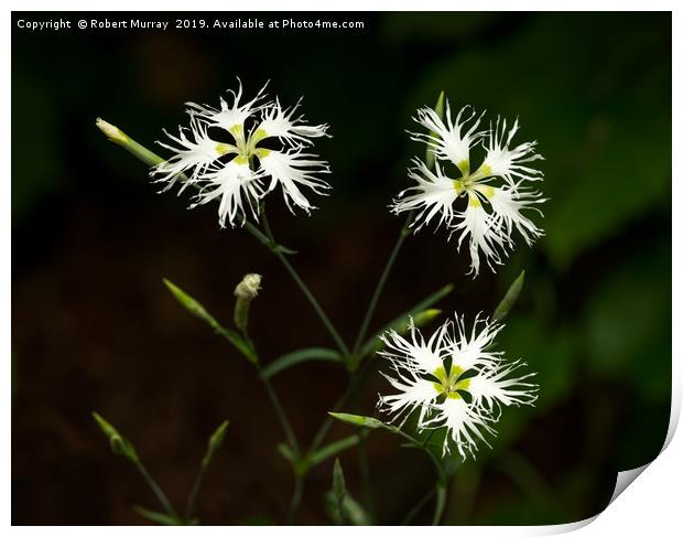 White Dianthus hybridus Flowers Print by Robert Murray