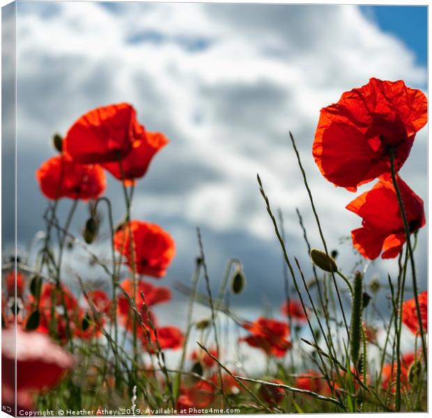Poppies Canvas Print by Heather Athey