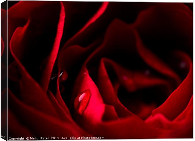 Close-up of water droplets on red rose petals Canvas Print by Mehul Patel