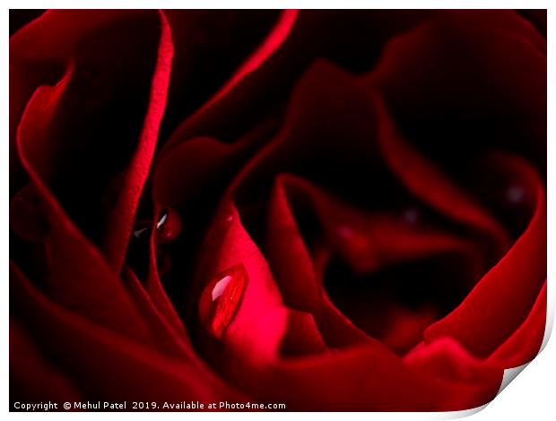 Close-up of water droplets on red rose petals Print by Mehul Patel