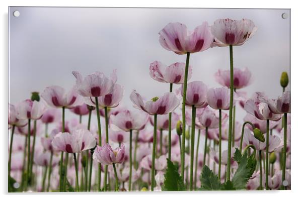 Poppy Field Acrylic by Ceri Jones