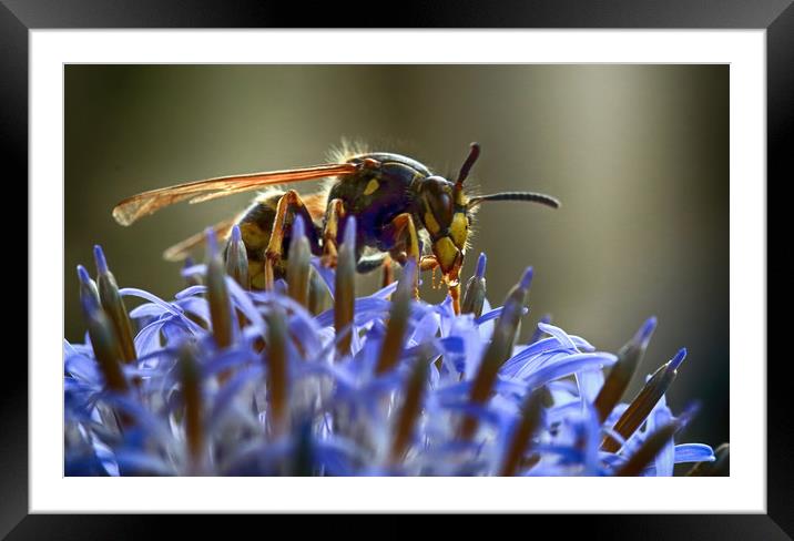 Wasp on Flower Framed Mounted Print by Ceri Jones