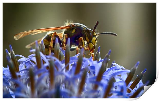 Wasp on Flower Print by Ceri Jones