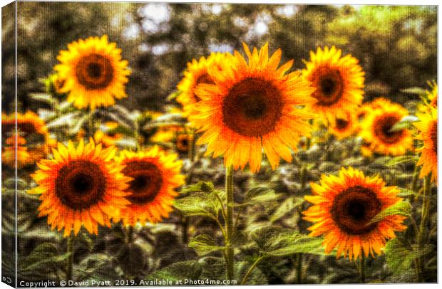 Sunflowers With Canvas Texture Canvas Print by David Pyatt