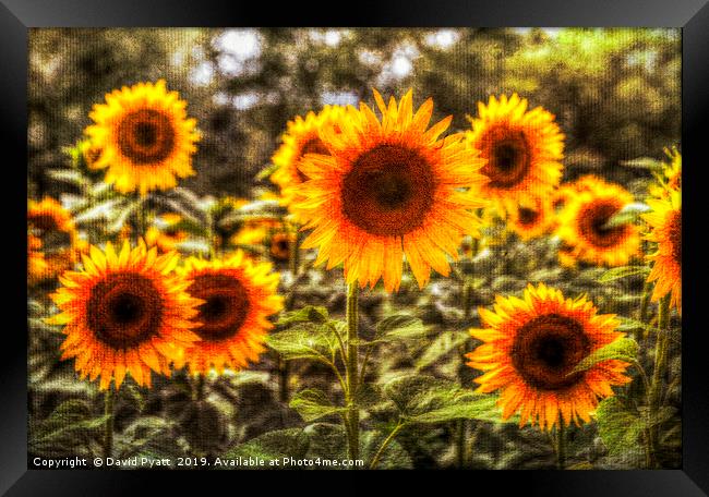 Sunflowers With Canvas Texture Framed Print by David Pyatt