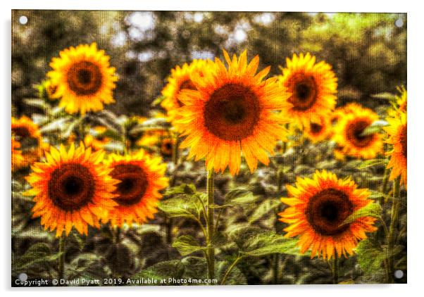 Sunflowers With Canvas Texture Acrylic by David Pyatt