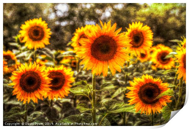 Sunflowers With Canvas Texture Print by David Pyatt