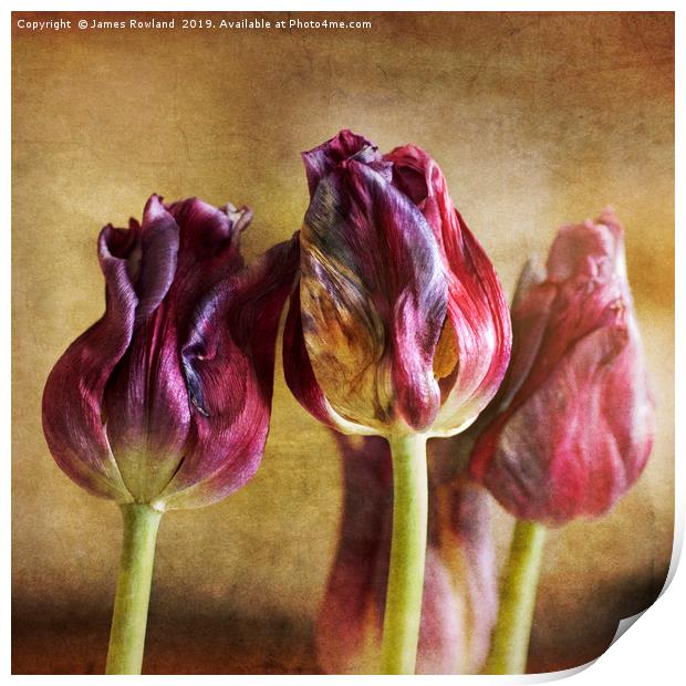 Fading Tulips Print by James Rowland