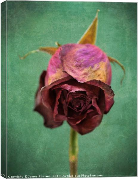 Dried Red Rose Canvas Print by James Rowland