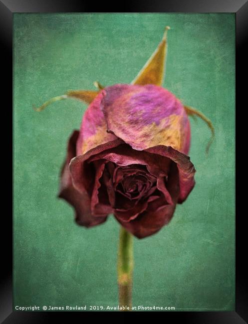 Dried Red Rose Framed Print by James Rowland