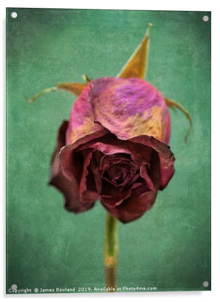 Dried Red Rose Acrylic by James Rowland