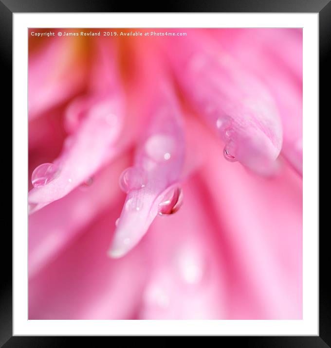 Droplets on a Pink Dahlia Framed Mounted Print by James Rowland