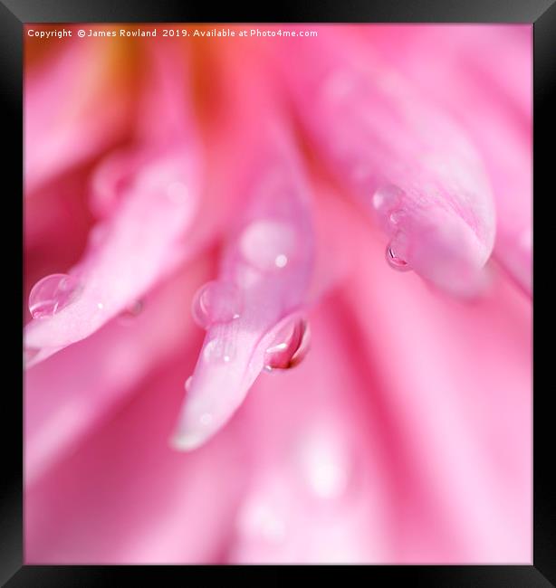 Droplets on a Pink Dahlia Framed Print by James Rowland